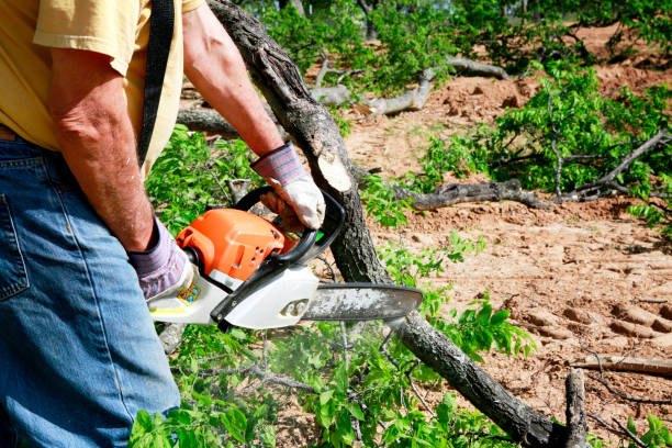 Best Tree and Shrub Care  in South Barre, VT